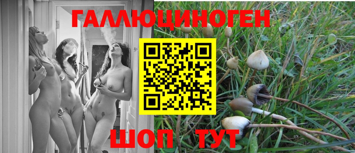 Псилоцибиновые грибы Cubensis  Вход с VPN  Губаха 